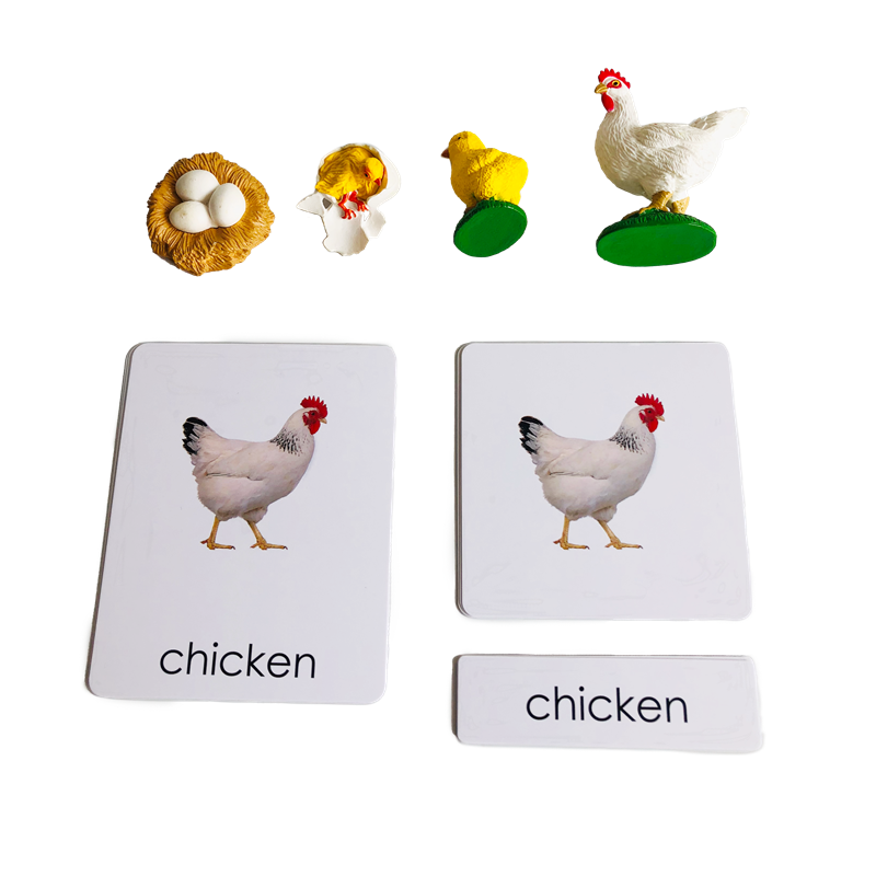 Cartes et modèles d'animaux du - Kids Toys Cycle avis et prix